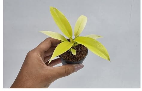 Philodendron Golden Crocodile Live Plant in 2 or 4 Pot – Neon Yellow Green Upright Philodendron, Easy Care Tropical Indoor Houseplant, Compact Decorative Foliage