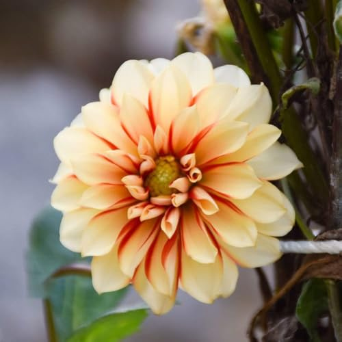 dahlien pflanzensamen kräutergarten bonsai topf balkon winterharte dahlien balkon deko - Seltene serie - garten 550samen