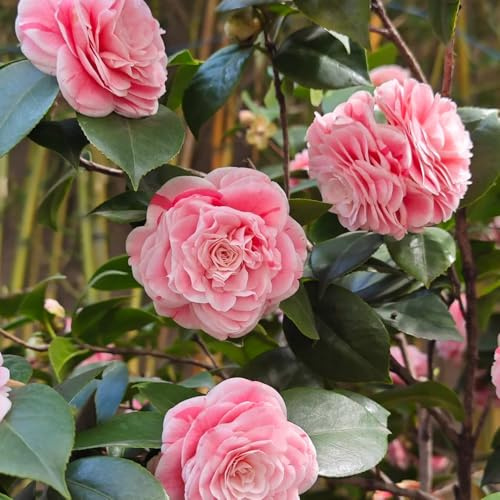 Semi di camelia - autunnali resistenti giardino di arbusti esotici semi di regali da giardino per le donne da giardino roccioso resistenti 5pcs