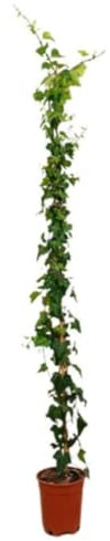 Planta natural Hedera helix, Hiedra común, 150-160 cm. Planta trepadora de hojas verdes y brillantes, resistente. Segura Garden.