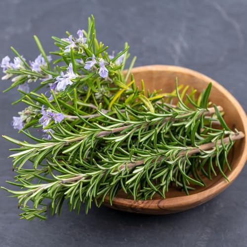 semi di rosmarino, semi di vecchie varietà regali per gli amanti del giardino da cucina da per aiuole 200pcs