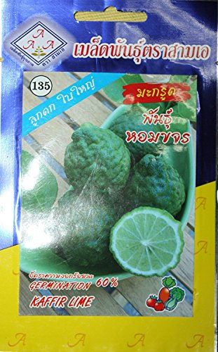 15 semi Thai Kaffir Lime, Citrus Hystrix, Bai Magrood, Leech Lime Semi di 3A