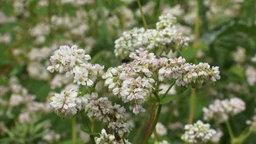 Graines de sarrasin - Fagopyrum esculentum - 50 + graines