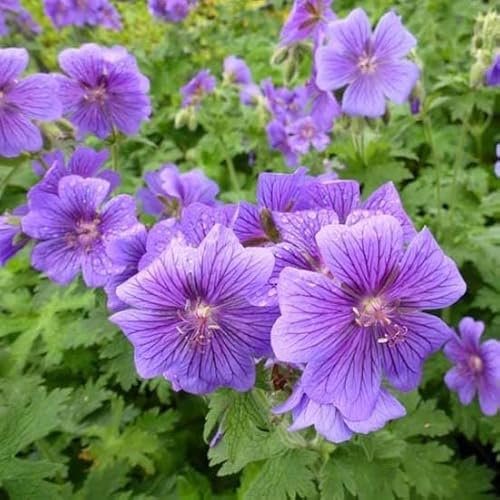 6x Géranium vivace magnifique - Geranium magnificum - Godet 9x9cm
