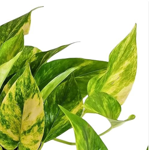 Scindapsus (Epipremnum) Golden pothos HiColor Indoor Plant in 12 cm Pot
