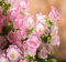 80 graines de fleurs de campanule