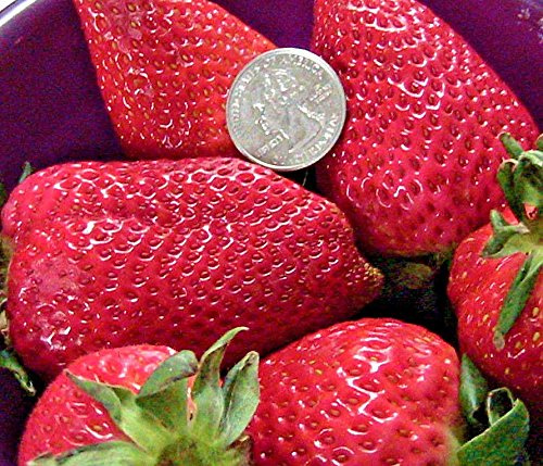 Graines De Fraisier Géant