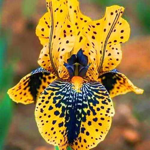 Iris Bulbs Iris Plant Hardy Perennial,Wedding Flowers,Garden Flowers,Plant Bulbs-4bulbs-d
