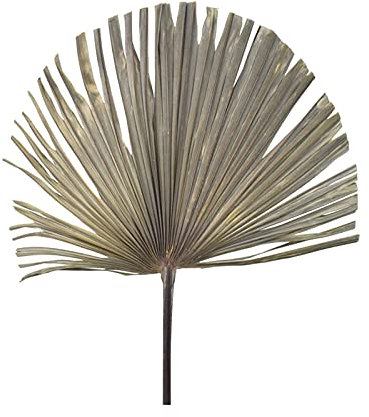 Chinesischer Lüfter Große getrocknete Blume Palm Blätter Lüfter Trockenpflanze Palmett Fan Kunst Wanddekoration Shopwindow Home Hochzeitsfest Dekoration DUO ER (Farbe : C)