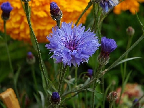 30 SEMI CENTAUREA FIORDALISO semi freschi