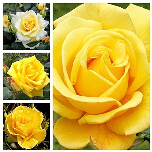 Yellow Rose Bush in a 3Litre Pot - Gorgeous British Grown Yellow Rose Bush for The Garden