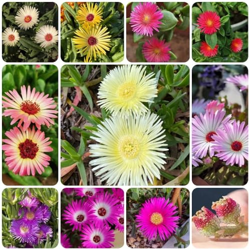 Mittagsblume, bodendecker winterhart mehrjährig Atenia cordifolia - winterharte für balkon alte sorten 500Samen