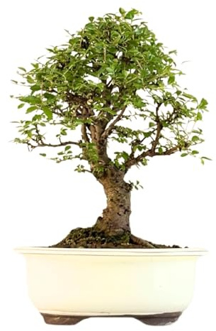 Chinesische Ulme Bonsai Baum aus Japan, ca. 10-12 Jahre alt - Korkrinden-Bonsai Baum Pflegeleichter Indoor Bonsai für Anfänger & Profis, Dekoratives Zimmerpflanze, Ideal für Büro & Zuhause