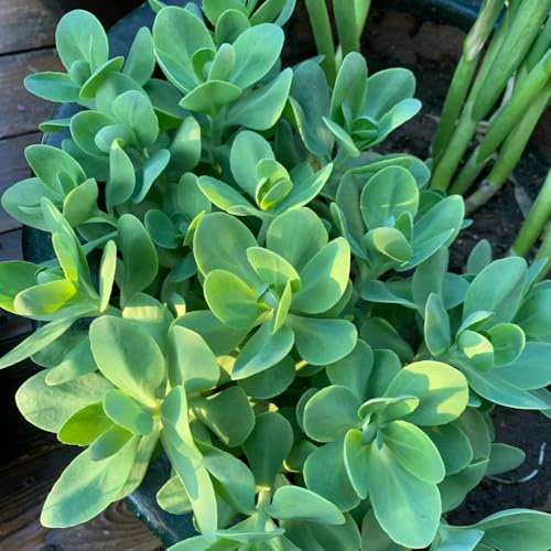 Compra sedum silvestres interior purificadoras aire bancal elevado, resistentes en interior, jardín, arbustos jardín 300semillas