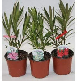 Adelfa (maceta 13 cm ø) (Rosado)