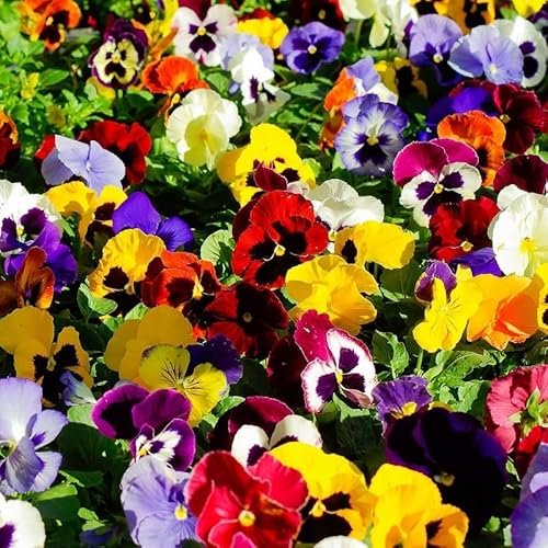 MAELSA® GRAINES EN SACHET POUR POTAGER ET JARDIN - FLEURS - SEMENCES DE FLEURS DIVERS VARIETES AU CHOIX (PENSEE SUISSE A GRANDE FLEUR VARIEE)