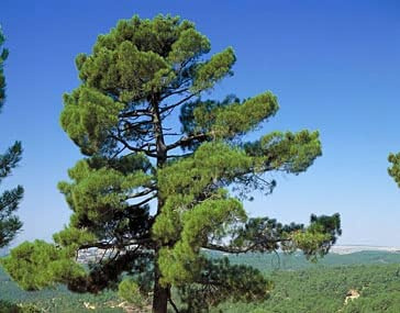 20 Seekiefernsamen (Pinus Pinaster) - Mittelmeer-Kiefer mit Schnellem Wachstum