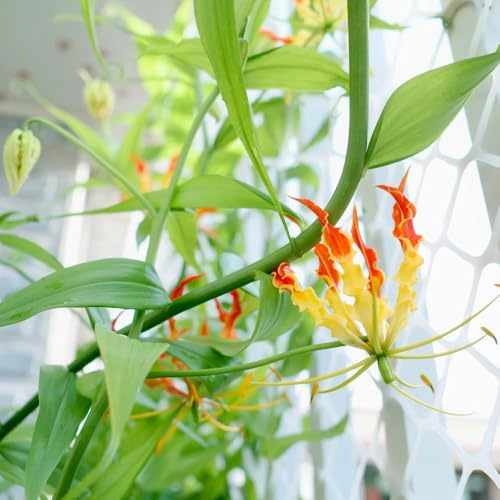Bulbi di giglio fiammeggiante, rialzata di primaverili giardino giardino per i luoghi soleggiati d'appartamento esotiche resistenti 3pcs