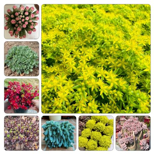 semillas de sedum, jardín Decoraciones exteriores orgánicas 500pcs