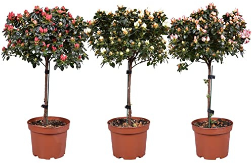 POWERS TO FLOWERS - AZALEA ALBERELLO TRIS, BIANCA - ROSA - ROSSA, VASO 18CM, ALTEZZA 100CM, piante vere