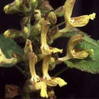 Semenze in vaso - Semi di Salvia Glutinosa