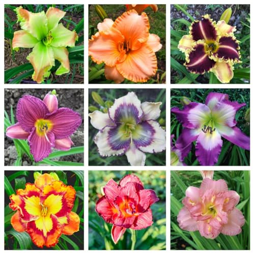 Daylily Bulbs，Bulbs for Planting Now UK Perennial，Flowering Bulbs Excellent Display Indoor Perennial Balcony Garden Bulbs Can Be Potted Aromatic-3 Bulbs-A