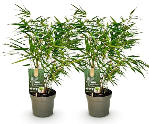 GreenboutiQ - Bambou - Fargesia rufa - Vert - 2 Plantes - Persistant - Non envahissant - Pot 17cm Hauteur 40cm