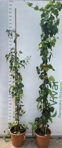 PIANTA DI EDERA VARIEGATA O VERDE FOGLIA LARGA 150/200 cm (foto reale) VASO 22