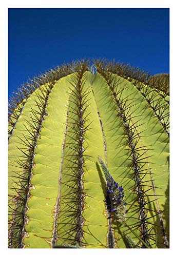 Artworks Italia Cactus barril gigante detalle de espinas, isla Santa Catalina, Mar de Cortés, Baja California, México, arte de papel, 22 x 32 pulgadas