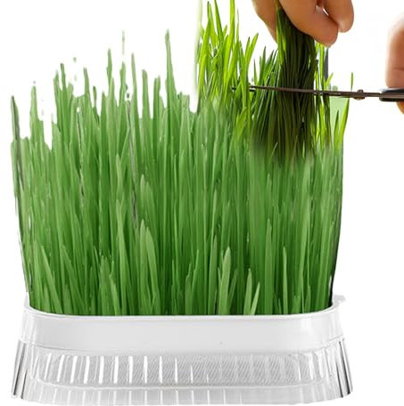 Katzengras-Pflanzkasten, Katzengras-Pflanzgefäß | Erdloser Katzengraszüchter,Hydroponischer Katzengras-Übertopf, erdlose Kultur-Sprossenschale für den Innenanbau, Sprossenschalen mit Hydrokultur-Anbau