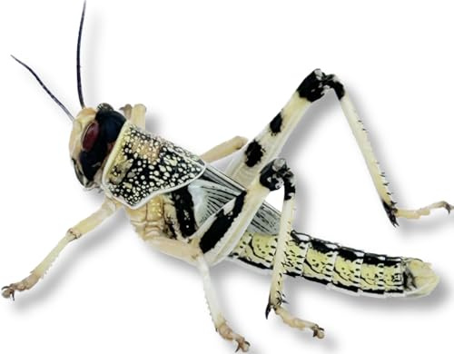 Livefood UK Live Locusts Medium size 15mm to 30mm MEGA TUB of 50 live locusts (2 tubs of 25 Reptile Livefood)