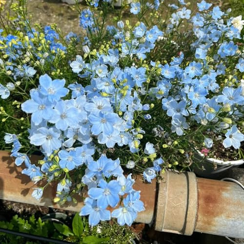 delphinium - Delphinium - Decorazioni per giardini esterni, d'appartamento rare primaverili, in vaso Decorazioni autunnali per 300semi