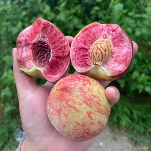 semi di pesco a colonna - aiuola rialzata da giardino rare roccioso resistenti di esotici 25pcs