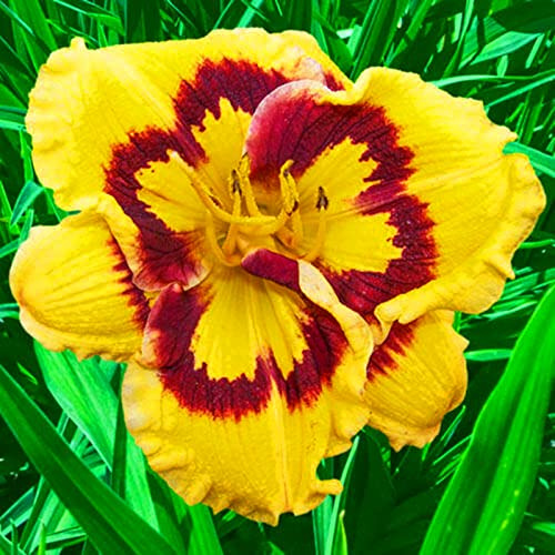 Mehrjährig Taglilien, (/Stauden/Staude/) Botanik Kollektion, BlüHend, Hemerocallis, Winterhart, Beste Sorte, Sehr trockenheitsresistent.-3Zwiebeln-G