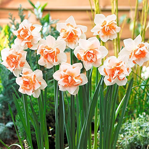 5 x Narcissus Double Replete - Spring Flowering Bulbs – Sweetly Fragranced Double White Daffodil Blooms – Popular Cut Flowers – Perennial – for Your Beautiful Garden