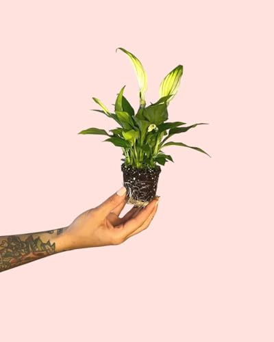 Espatifilo Cupido | Mini Plantas Naturales Interior | Pur Plant