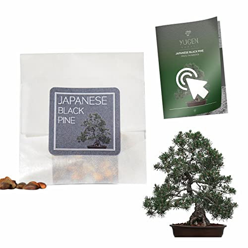 30 Japanese Black Pine Bonsai Seeds | Pinus Thunbergii | Growing Guide | Grow Your Own Bonsai Tree | Bonsai Beginners and Enthusiasts