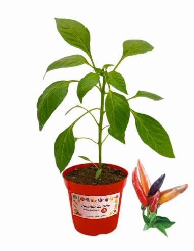 P. Piantine da Orto | Peperoncino Maya, Pianta in Vaso Diametro 14 cm, Pianta Pronta per il Trapianto, Pianta Vera, Frutta da Mangiare, Vivaio Italiano