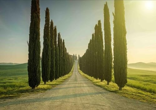 Semi di Cipresso Toscano Cupressus Sempervirens Stricta per Giardini, Viali, Strade, Bordature, Siepi, Confezione da 50 Semi