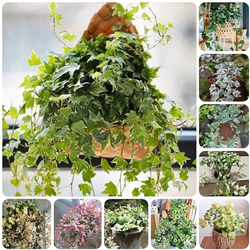 d'appartamento con semi di edera Decorazione del soggiorno, pensile di edera Le da balcone sono perenni resistenti decorazione del giardino 350pcs