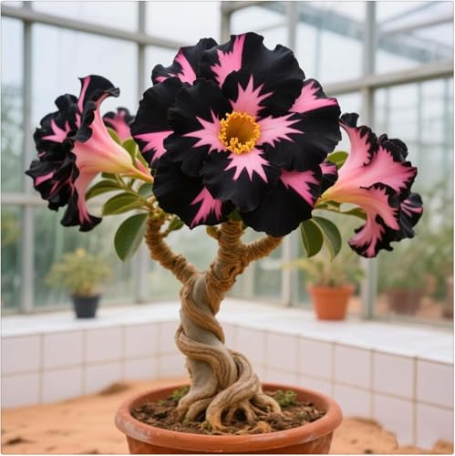 Rosa del Deserto Perenne - Colori Vivaci, Resistente alla Siccità, Ideale per Giardini Esterni e Balconi Interni-2bulbi -i