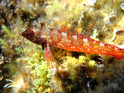 Feeling at home LEINWANDDRUCK im SCHATTENFUGENRAHMEN Unterwasser-Fisch-Chili-Pfeffer Pace Enzo - Meer horizontal Kunstbilder im Holzrahmen cm_40_X_54