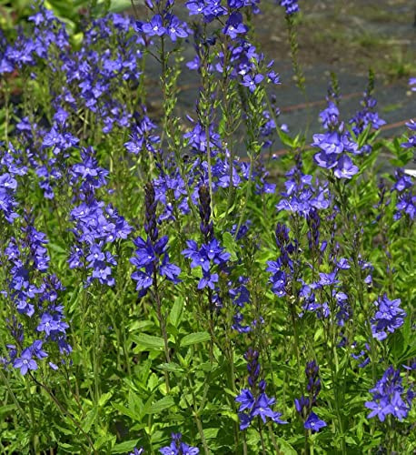 Veronika Österreichischer Ehrenpreis Royal Blue - Veronica austriaca - lebende Gartenpflanze aus den Baumschulen