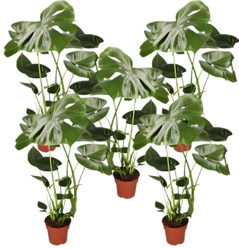 Monstera deliciosa | 5er-Set | Fensterblatt | ca. 55-70 cm | ø 12-15 cm Topf | Pflegeleichte Zimmerpflanzen für Wohnung und Büro | Qualität vom Pflanzen Profi | Ideale Raumbegrünung