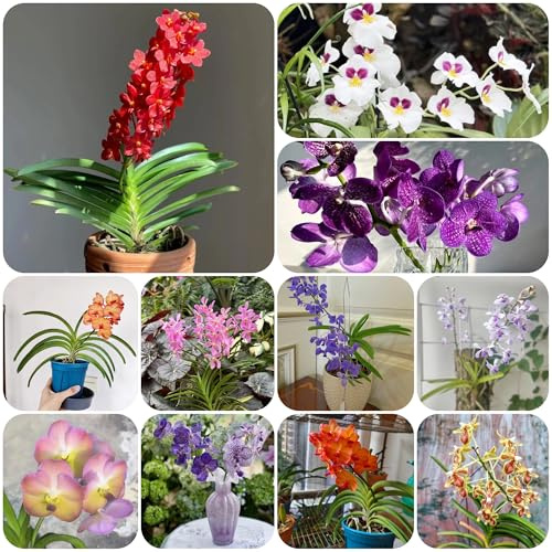 Orchidea Vanda - d'appartamento rarato decorativo mini giardino da interno primaverili, in vaso semi di selvatici da 200semi