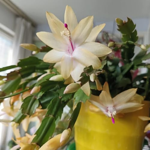 cactus di natale Decorazioni autunnali per un giardino 420semi