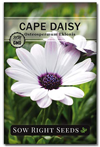 Sow Right Seeds - Cape Daisy Flower Seeds for Planting - Non-GMO Heirloom Packet with Instructions to Grow - White with Glowy Purple Centers - Lovely Daisies for Your Garden - Classic Annual (1)