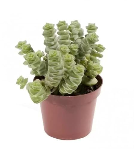 Crassula Marnieriana | DECOALIVE | Planta Suculenta | Planta Natural Collar de Jade