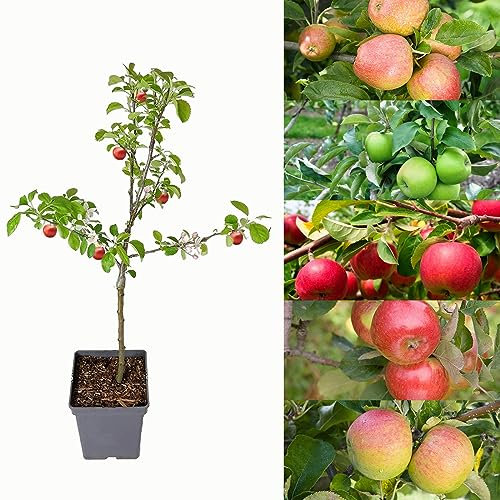 Patio Apple Tree - Mixed Varieties - Patio Fruit Tree 2-4ft in 5 Litre Pot - High Yielding (1 Tree)