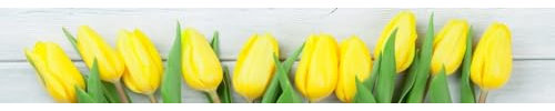 HUBDECO Selbstklebende Küchentapete Tapete - Fototapete Aufkleber mit Mattem Laminat Überzogen - auf Fliesen, Plexi, Möbeln, Schränken, Spiegeln - Gelbe Tulpen 350x60